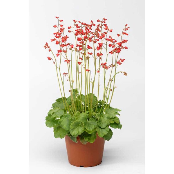 Насіння гейхери Корал Петіт /200 насінин/ *Syngenta*