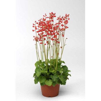 Гейхера Корал Петіт /200 насінин/ *Syngenta*