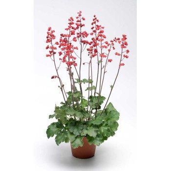 Гейхера Корал Форест (Coral Forest) /200 семян/ *Syngenta*