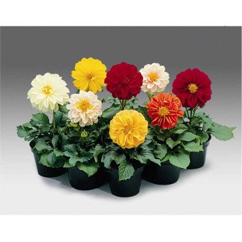 Георгина Фреско смесь (mix) /100 семян/ *Syngenta*