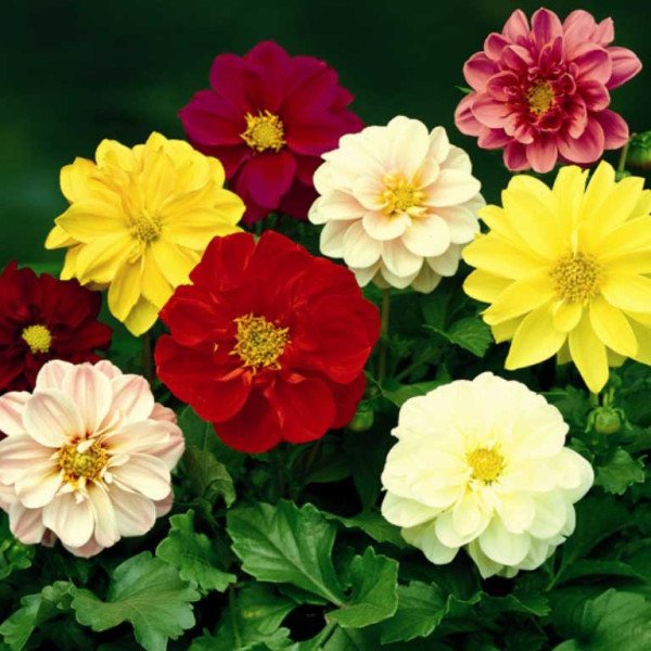 Насіння жоржини Фреско суміш (mix) /100 насінин/ *Syngenta*