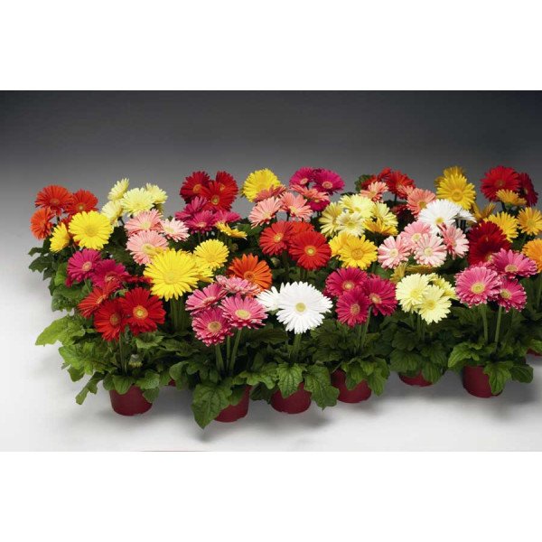 Насіння гербери Ягуар F1 суміш /100 насінин/ *Syngenta*