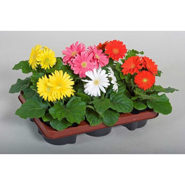 Насіння гербери Ягуар F1 суміш /100 насінин/ *Syngenta*