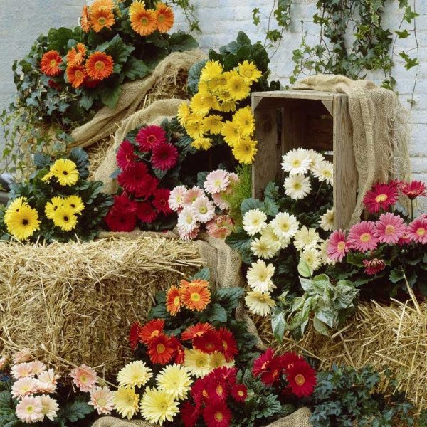 Насіння гербери Ягуар F1 суміш /100 насінин/ *Syngenta*