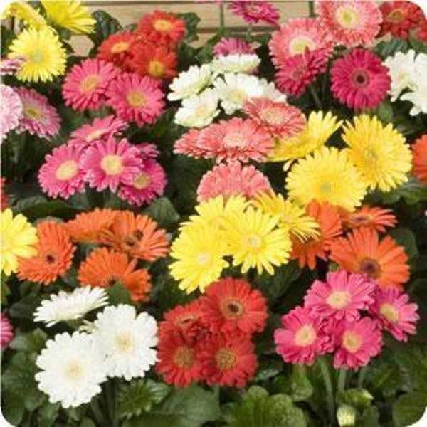 Насіння гербери Революшен F1 міні-суміш /100 насінин/ *Pan American*