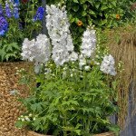 Дельфініум Ескалібур білий /100 насінин/ *Syngenta*