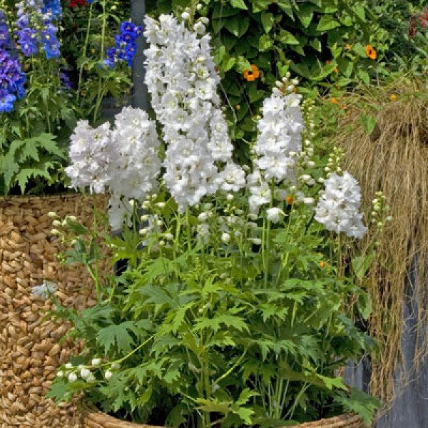 Насіння дельфініума Ескалібур білий /100 насінин/ *Syngenta*
