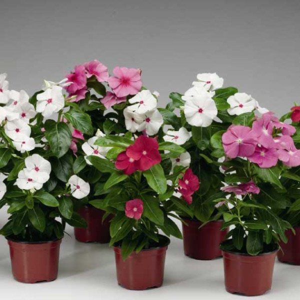 Насіння катарантуса СанШторм F1 суміш (mix) /100 насінин/ *Syngenta*