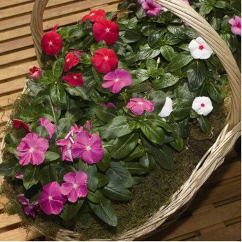 Катарантус СанШторм F1 смесь (mix) /100 семян/ *Syngenta*