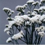 Кермек Айсберг білий (white) /10 г/ *Hem Zaden*