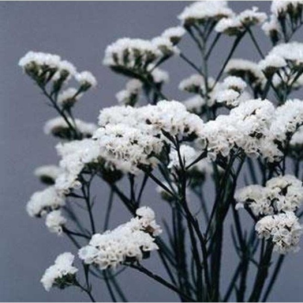 Насіння кермека Айсберг білий (white) /10 г/ *Hem Zaden*