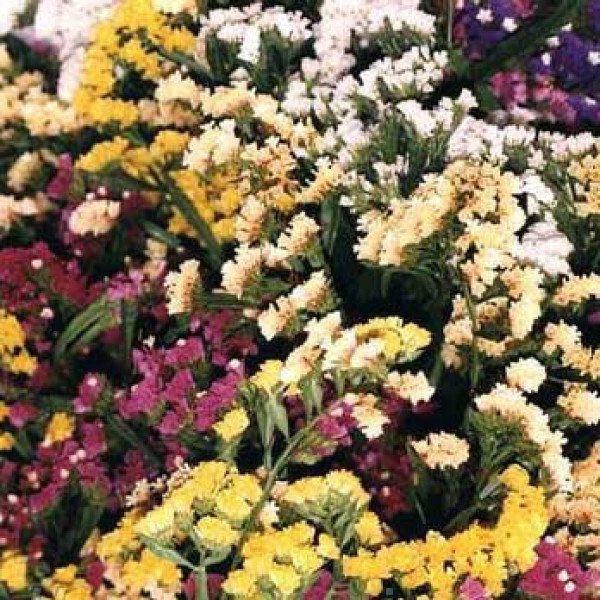 Насіння кермека Пасіфік суміш (mix) /10 г/ *Hem Zaden*