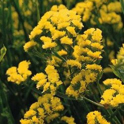 Кермек Золотий берег /10 г/ *Hem Zaden*