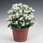 Колокольчик Бельфлер белый /1.000 семян/ *Syngenta*