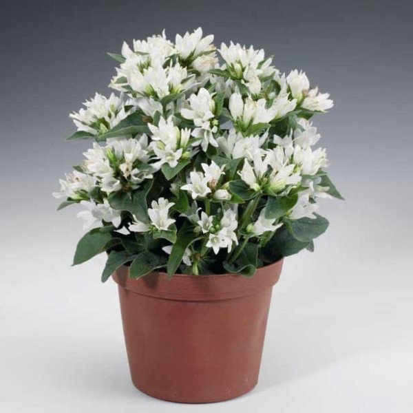 Насіння дзвоника Бельфлер білий /1.000 насінин/ *Syngenta*