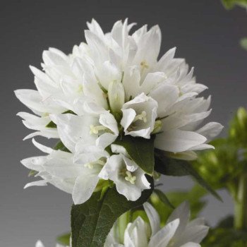 Колокольчик Бельфлер белый /1.000 семян/ *Syngenta*