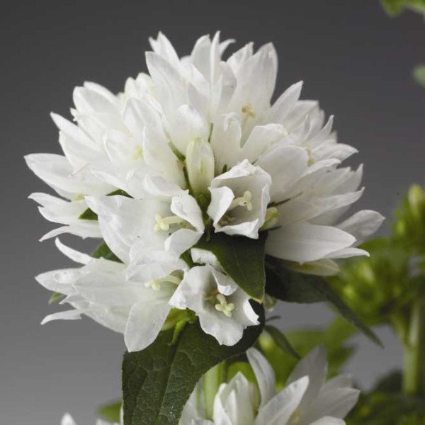 Насіння дзвоника Бельфлер білий /1.000 насінин/ *Syngenta*