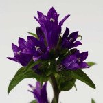 Дзвоник Бельфлер синій /1.000 насінин/ *Syngenta*