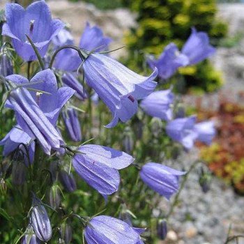 Колокольчик Свингнинг Белс синий /200 семян/ *Syngenta*