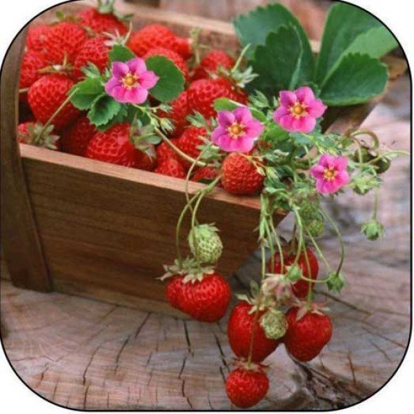 Семена клубники Розовое чудо /1.000 семян/ *Hem Zaden*