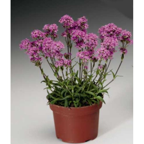 Насіння Ліхніс альпійський Лара F1 рожевий /200 насінин/ *Syngenta*