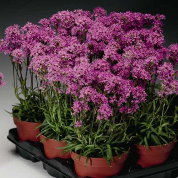 Насіння Ліхніс альпійський Лара F1 рожевий /200 насінин/ *Syngenta*