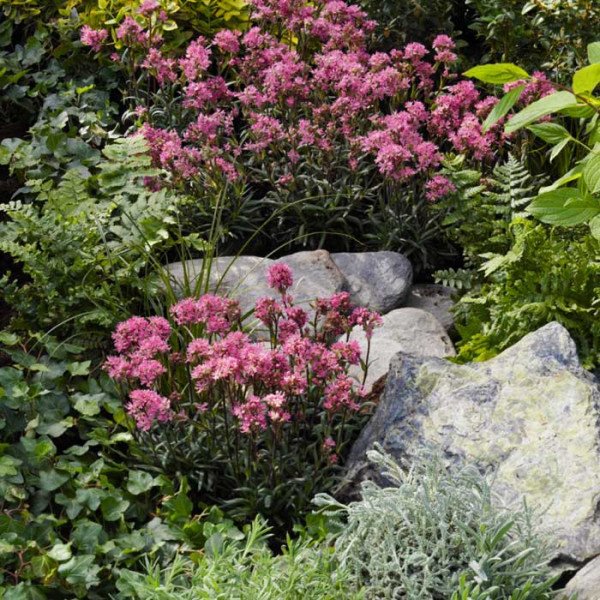 Насіння Ліхніс альпійський Лара F1 рожевий /200 насінин/ *Syngenta*