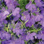 Лобелія Кришталевий палац темно-синя /200 насінин/ *Pan American*