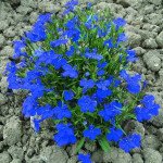 Лобелія Кобальт синя /200 насінин/ *Pan American*