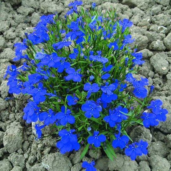 Насіння лобелії Кобальт синя /200 насінин/ *Pan American*