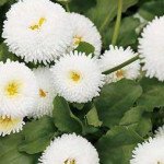 Маргаритка Помпон белая /1.000 семян/ *Hem Zaden*