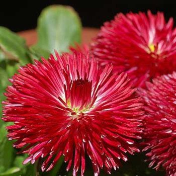 Маргаритка Помпон червона /1.000 насінин/ *Hem Zaden*