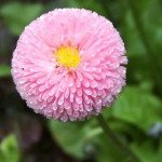 Маргаритка Помпон рожева /1.000 насінин/ *Hem Zaden*