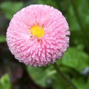 Маргаритка Помпон рожева /1.000 насінин/ *Hem Zaden*
