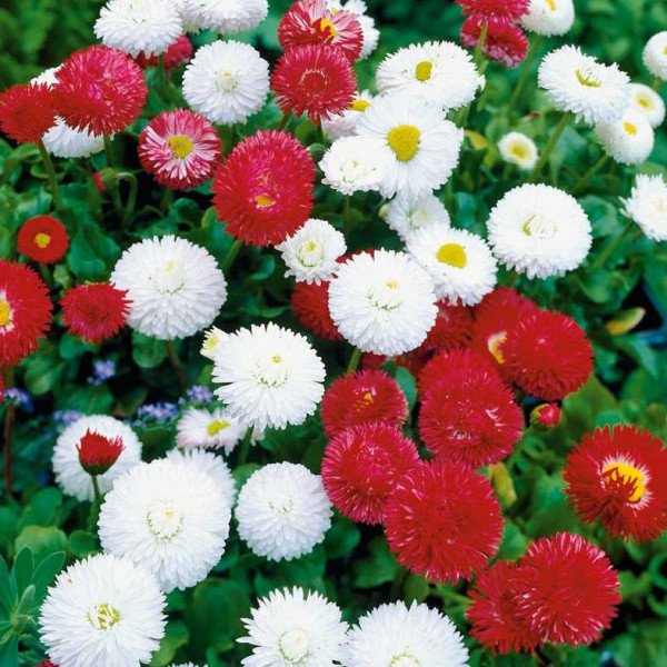 Насіння маргаритки Супер Енорма суміш /1.000 насінин/ *Hem Zaden*