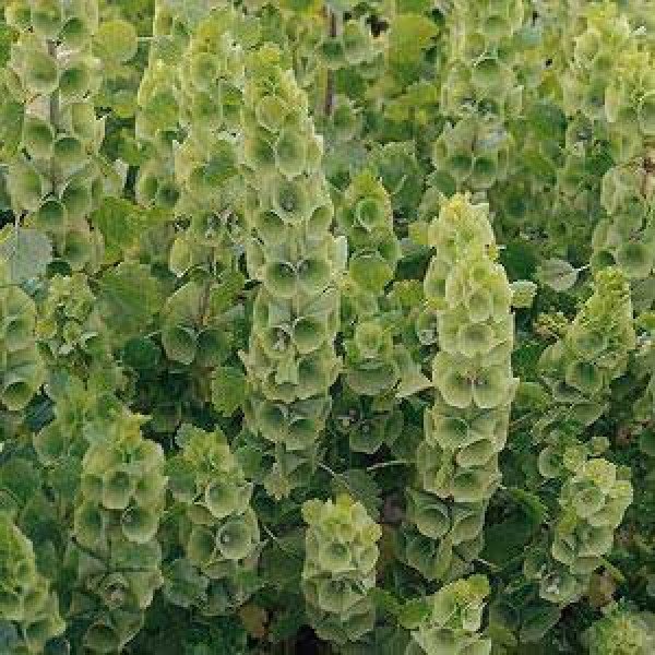 Насіння молюцелли Ірландські дзвоники /10 г/ *Hem Zaden*