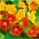 Красоля Коштовність суміш (mix) /10 г/ *Hem Zaden*