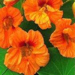 Красоля Везувій суміш (mix) /10 г/ *Hem Zaden*