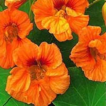 Красоля Везувій суміш (mix) /10 г/ *Hem Zaden*