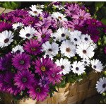 Остеоспермум Асти F1 смесь /100 семян/ *Syngenta*