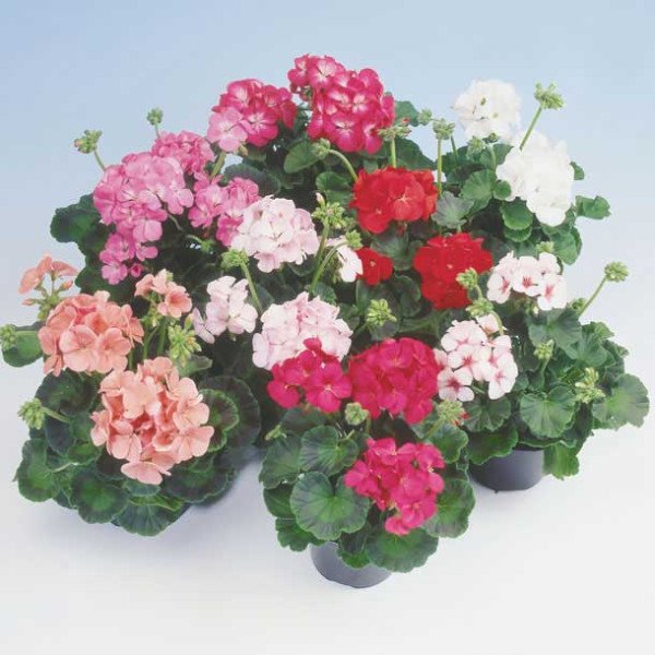 Насіння пеларгонії Апачі F1 суміш (mix) /100 насінин/ *Hem Genetics*