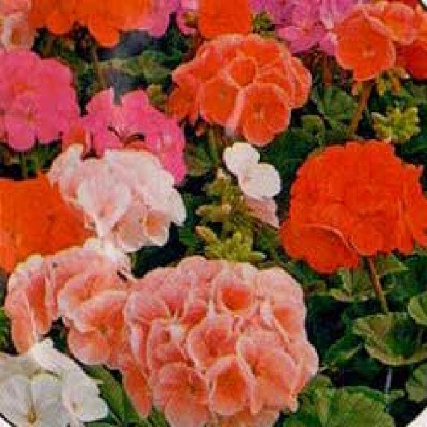 Насіння пеларгонії Бордюр червона /100 насінин/ *Hem Zaden*