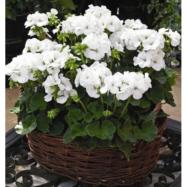 Насіння пеларгонії Мультіблум F1 біла (white) /100 насінин/ *Syngenta*