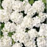 Пеларгония Мультиблум F1 белая (white) /100 семян/ *Syngenta*