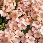 Пеларгония Мультиблум F1 лососевая (salmon) /100 семян/ *Syngenta*