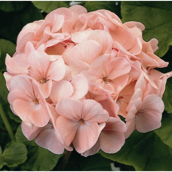 Насіння пеларгонії Мультіблум F1 лососева (salmon) /100 насінин/ *Syngenta*