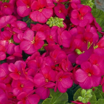 Пеларгонія Мультіблум F1 расберрі (raspberry) /100 насінин/ *Syngenta*