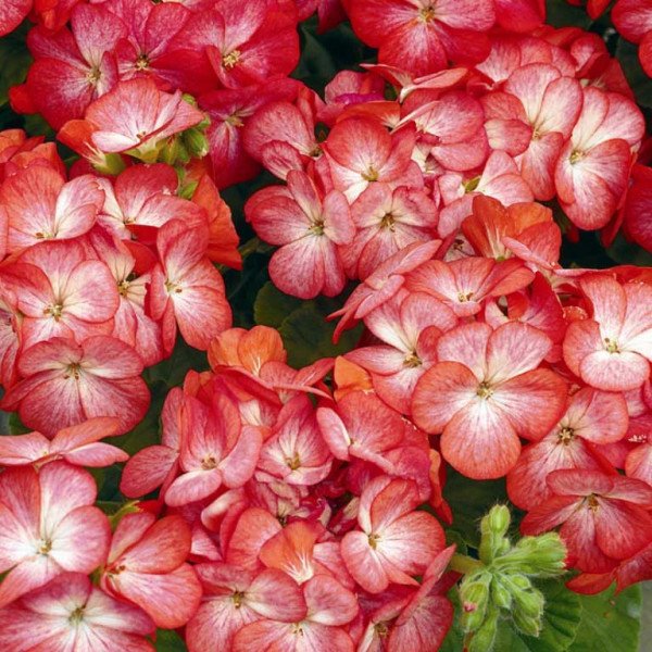 Насіння пеларгонії Мультіблум F1 скарлет ай (scarlet eye) /100 насінин/ *Syngenta*