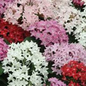 Пентас Батерфляй F1 смесь /100 семян/ *Pan American*