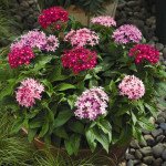 Пентас Старла F1 суміш /100 насінин/ *Syngenta*